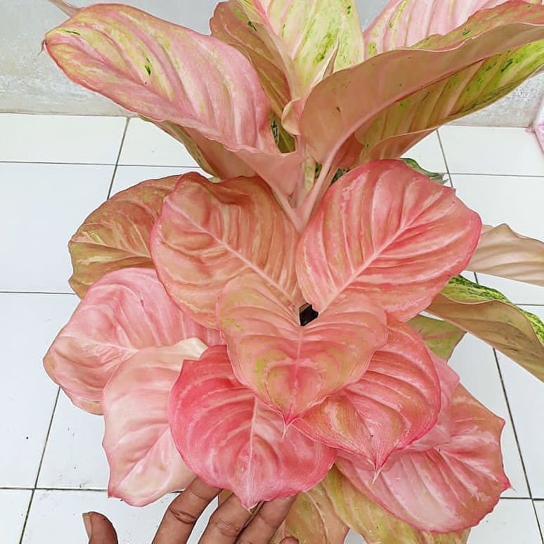 Bonggolan Aglonema Bidadari Mutasi