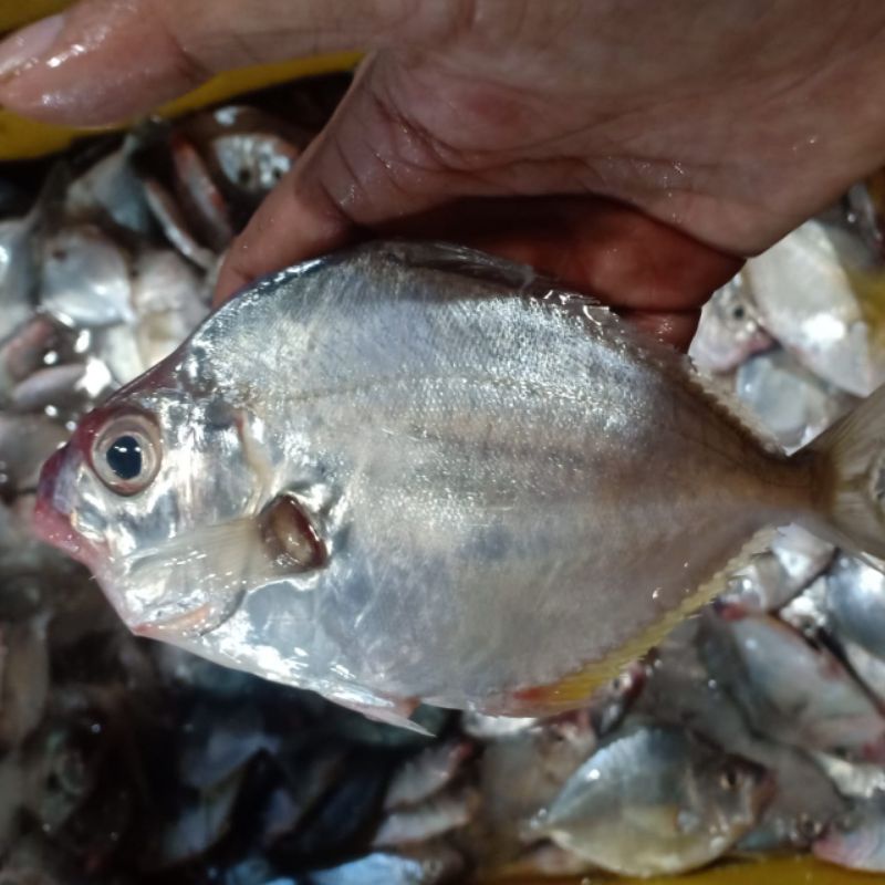 

ikan petek segar