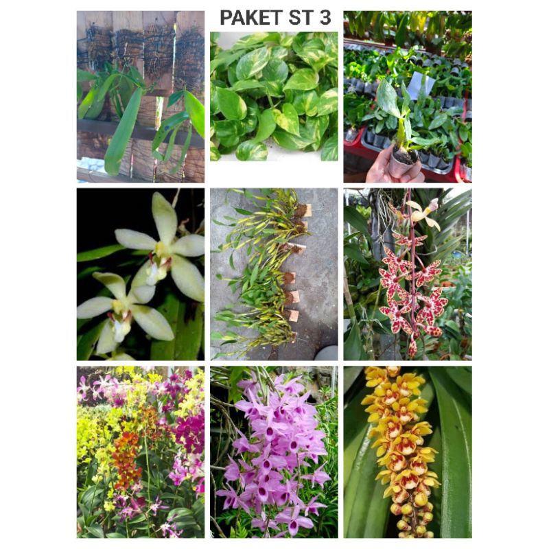 paket hemat promo dendro,pamato,anosmum,dipo,palidum,teres,sirih kuning