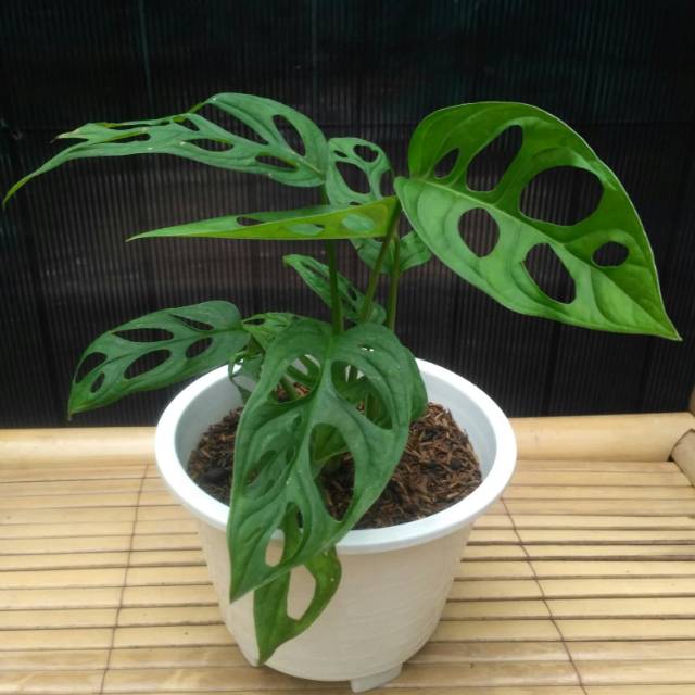  Tanaman  hias  indoor philodendron monstera obliqua philo 