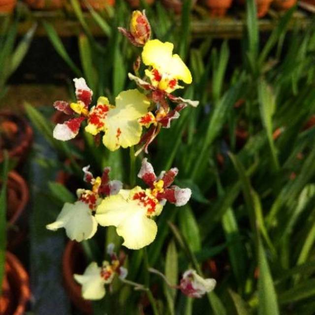 Oncidium Sharry Baby White Dewasa