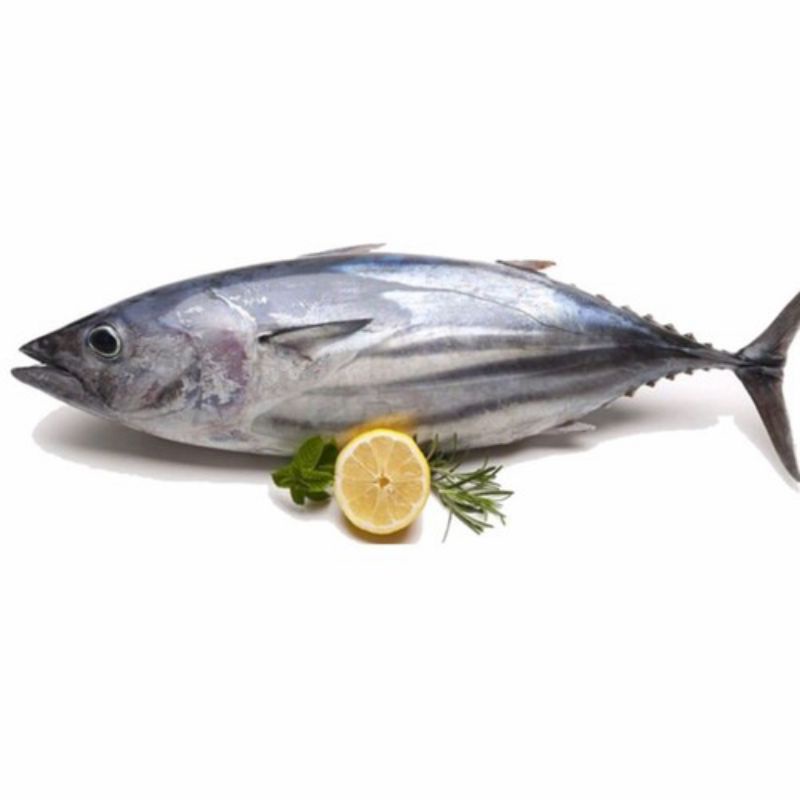 

Ikan Tongkol Cakalang Segar