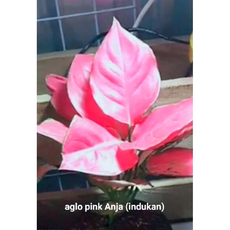 aglonema pink Anjamani (indukan)