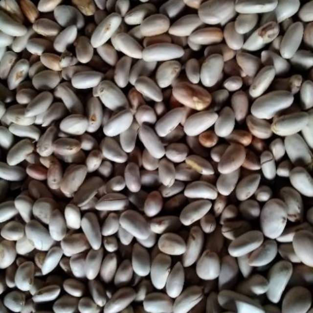 Biji nangka. Beton nangka fresh 1000gram