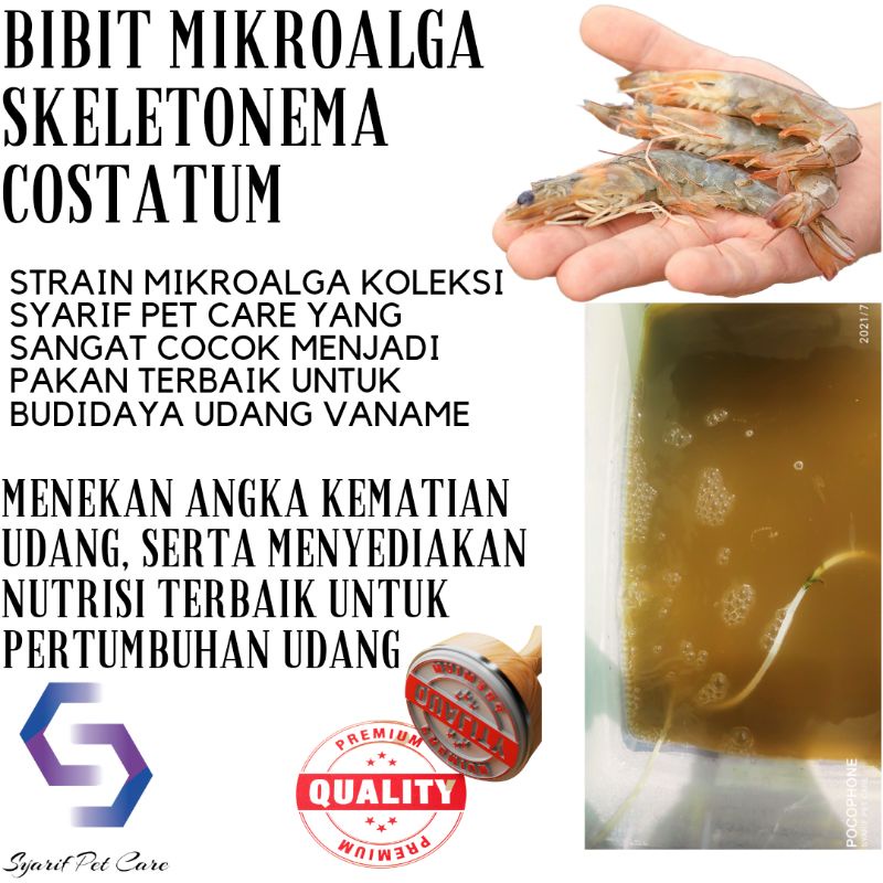Bibit Mikroalga Skeletonema costatum Pakan Alami Burayak dan Udang Vaname