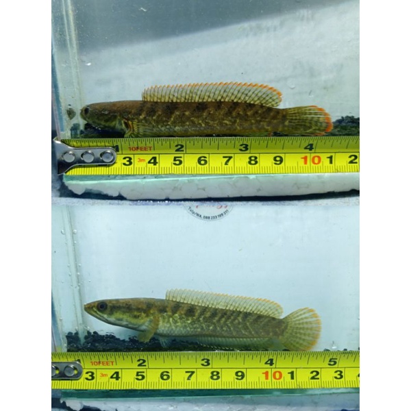 chana limbata gold Tiger sepasang