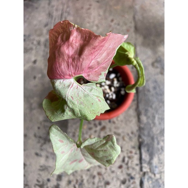 syngonium milk confetti