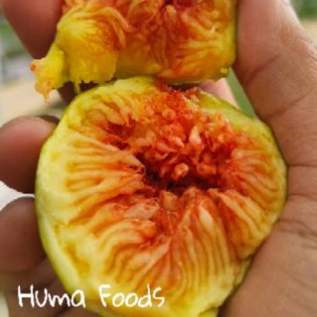 

Buah Tin Segar, Manisan Buah Tin & Teh Buah Tin