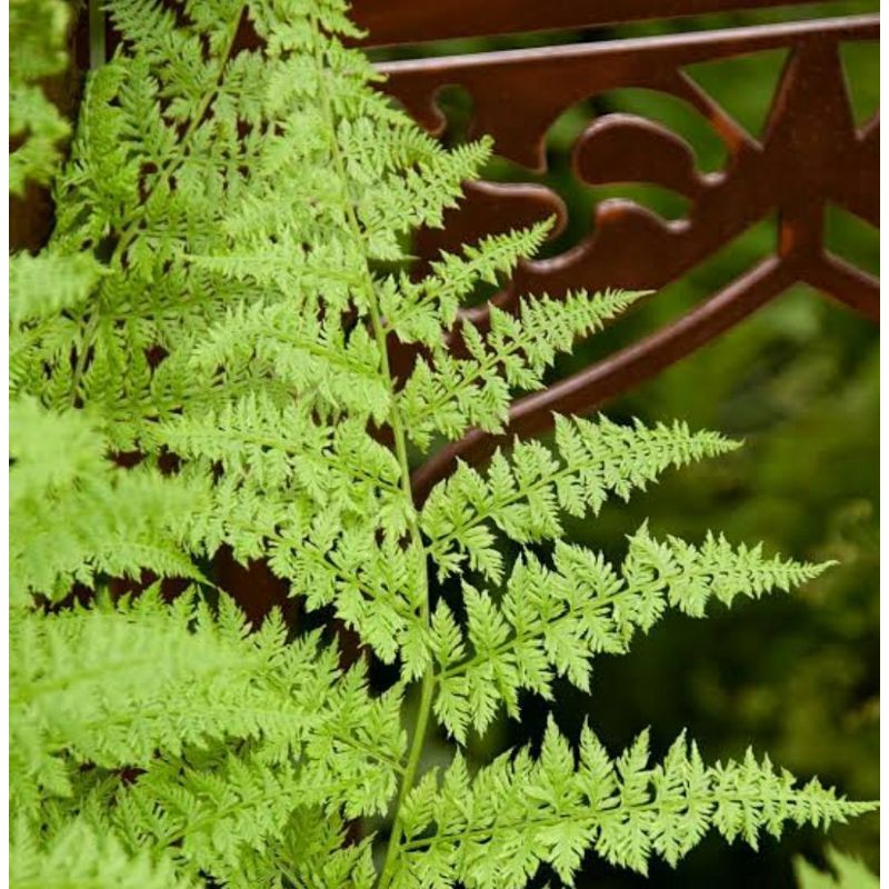Athyrium filix-femina | lady fern | common lady-fern