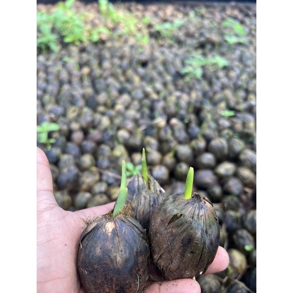 Gratis Ongkos Kirim Kecambah Pinang Betara || Bibit pinang unggul || Bibit pinang Betara