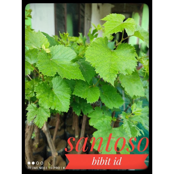 Bibit anggur jupiter hasil grafting Bibit anggur import jupiter super genjah