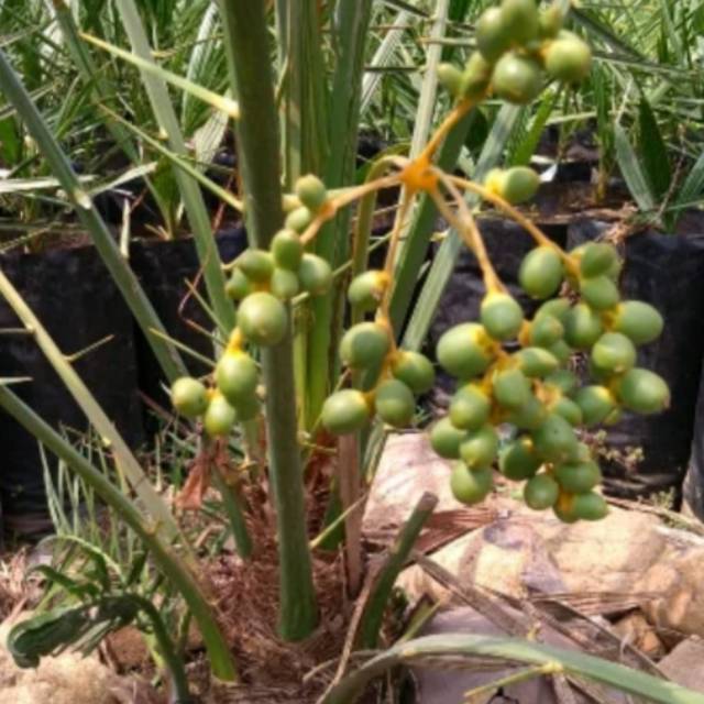 Paket 2 pohon bibit kurma azwa - jantan dan betina - bibit kurma azwa