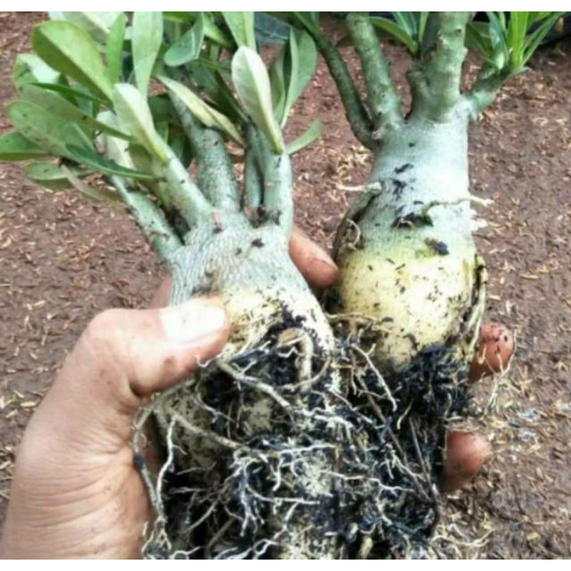 Tanaman bibit adenium bonggol besar bahan bonsai Kamboja jepang