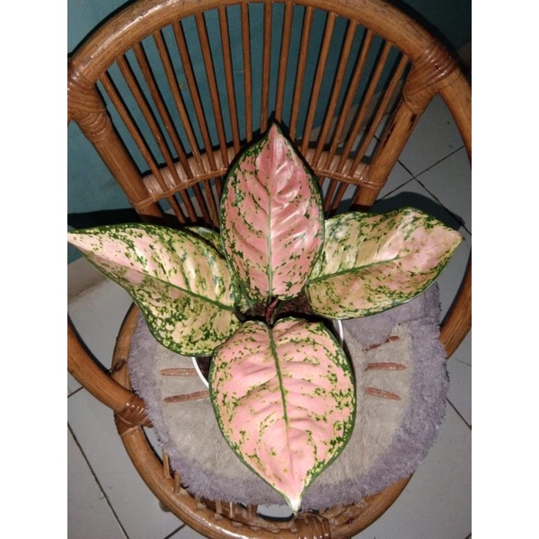AGLONEMA RUBY PINK aglaonema Chinese Evergreen Sri rezeky ruby pink