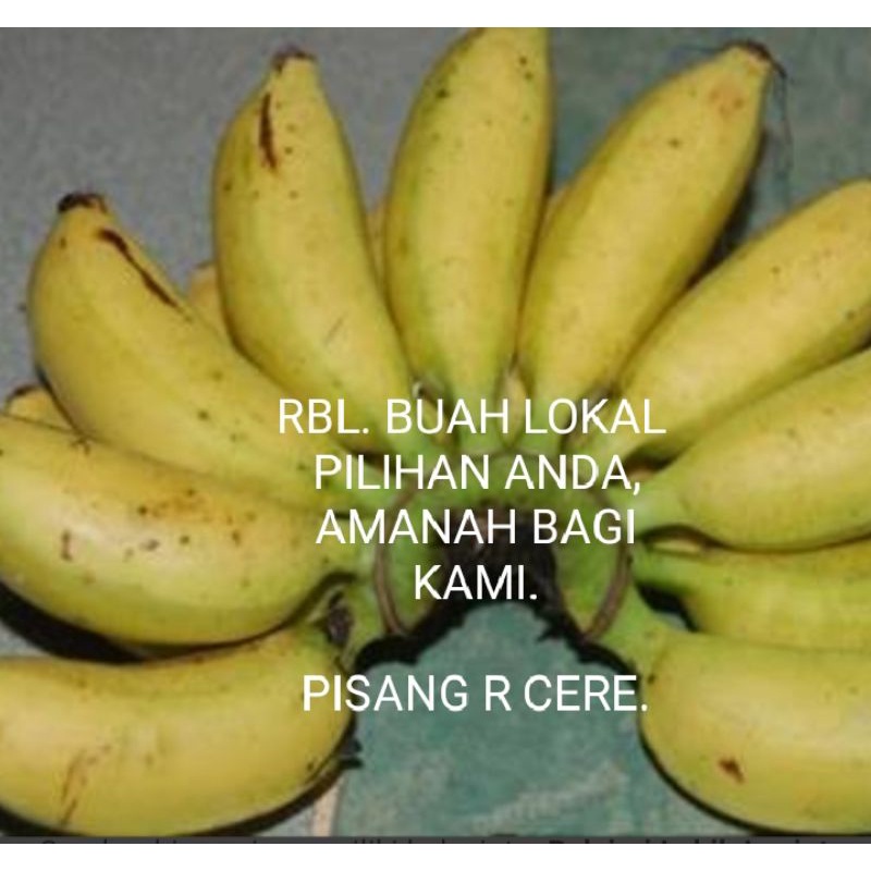 

PISANG RAJA CERE