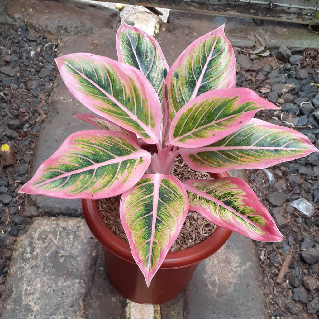 Bonggol aglonema lotus bertunas