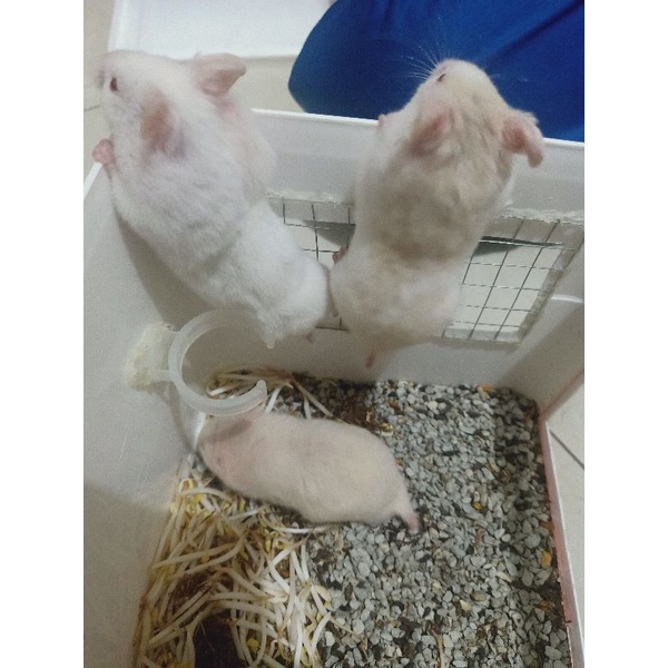 Hamster syrian short hair