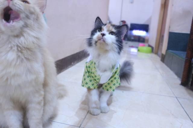 Baju kucing lebaran murah harga terbaru 2020 motif kotak-kotak hijau size S M L XL