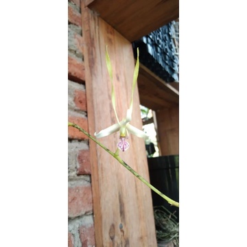 anggrek spesies antenatum dewasa udah rawatan