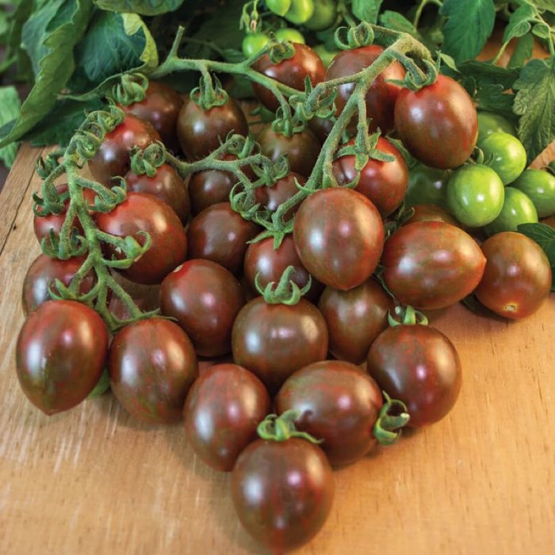 Benih Bibit Biji - Tomat Chocolate Cherry Tomato Seeds - IMPORT