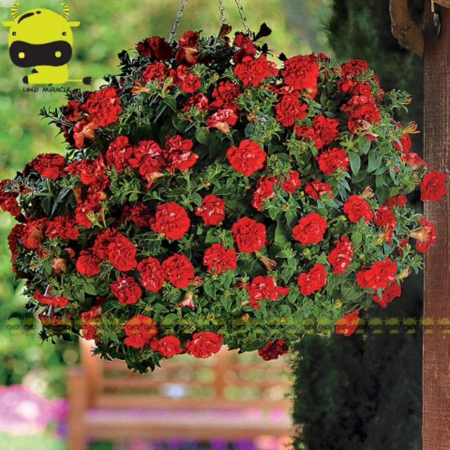 Biji Bunga Hanging Double Chinese Red Petunia (Isi 10 biji)