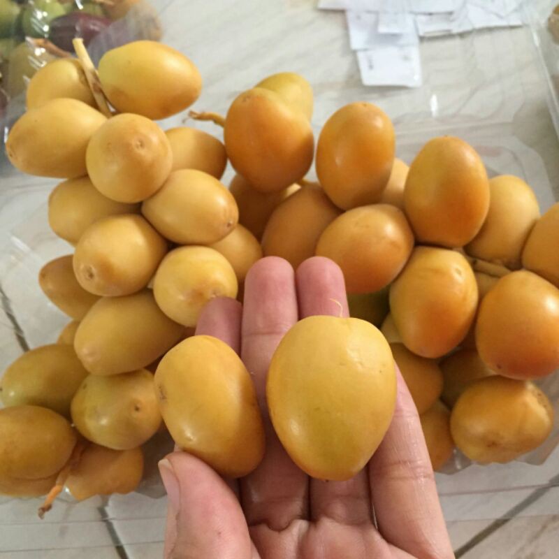 

kurma muda