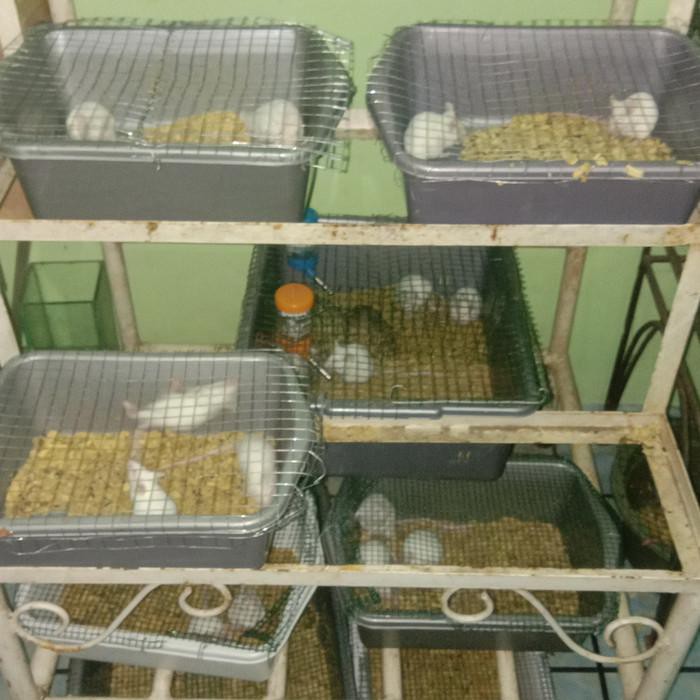 Paket Indukan Mencit