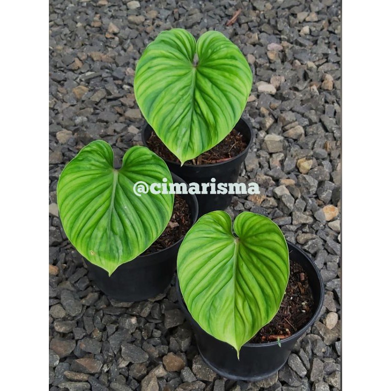 Philodendron Plowmanii