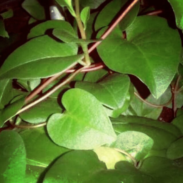 

Daun binahong segar 1 kg