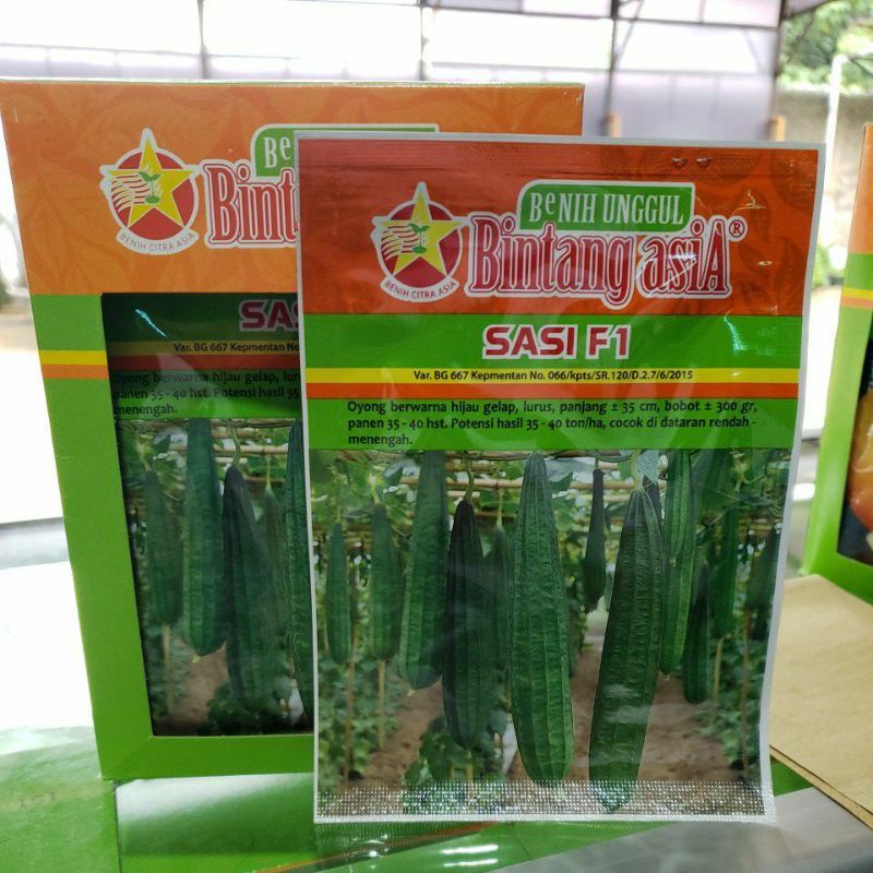 Benih Oyong/Gambas Bintang Asia SASI F1