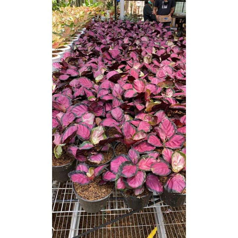 TANAMAN HIAS CALATHEA CRIMSON