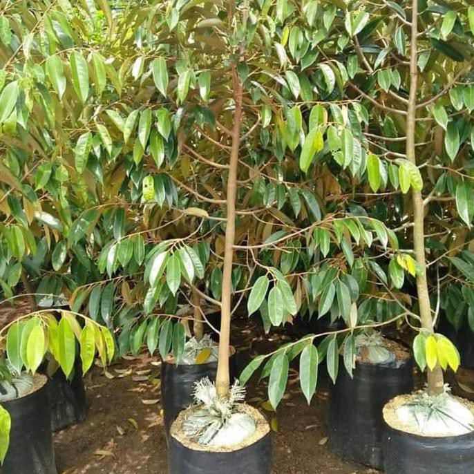 Cod Bibit Durian Montong Jumbo Tinggi 2 Meter @_#