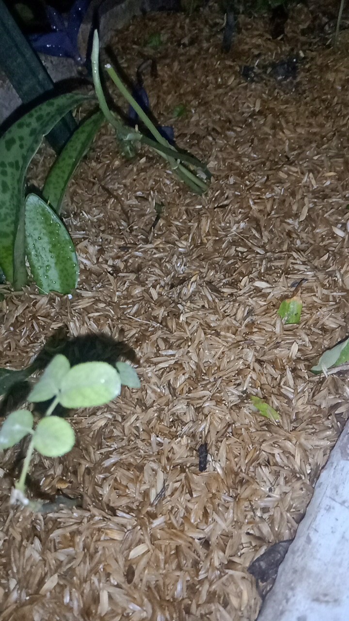 Sekam Padi Murni & Sekam Bakar (repack 500 Gr) | Campuran Media Tanam Kaktus/sekulen/bonsai