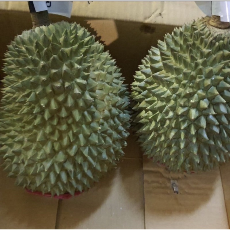 Durian Musang King Malaysia utuh Fresh | Rajanya Durian