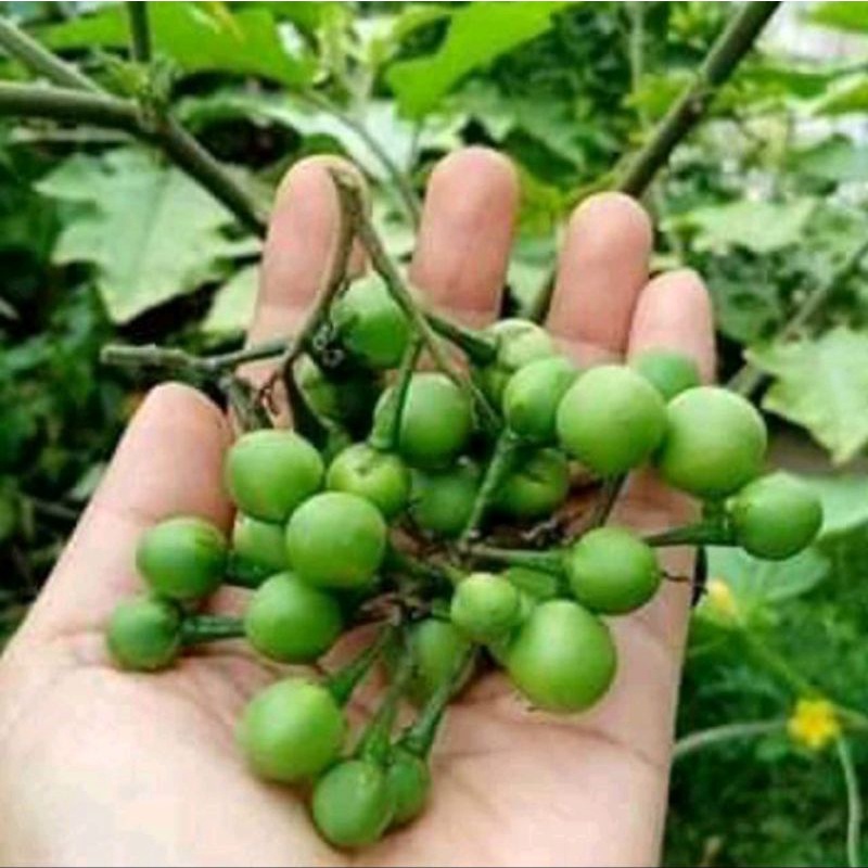 

buah takokak / cepokak 100gram