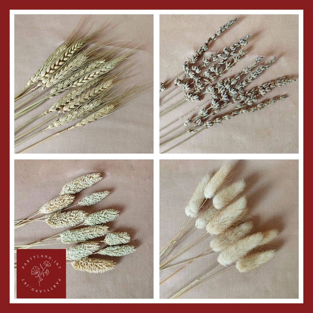 Dried Flower Lavender Lagurus Wheat Bunga Kering Asli Import Dekorasi Hias Buket Bunga