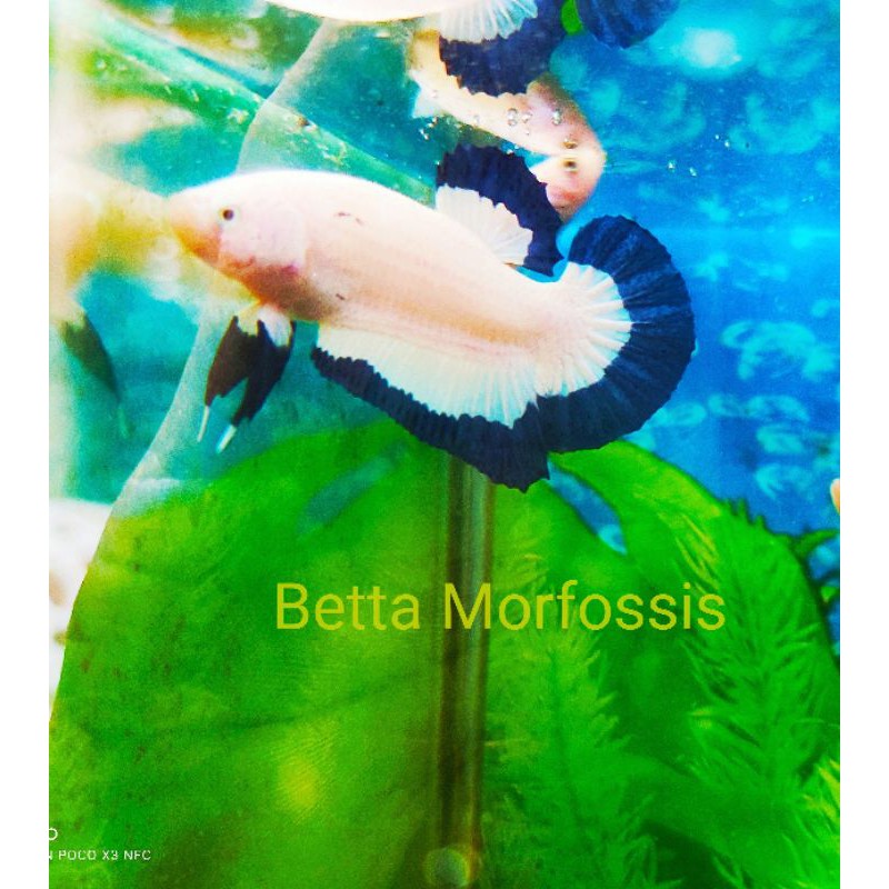 Blue rim line thailand