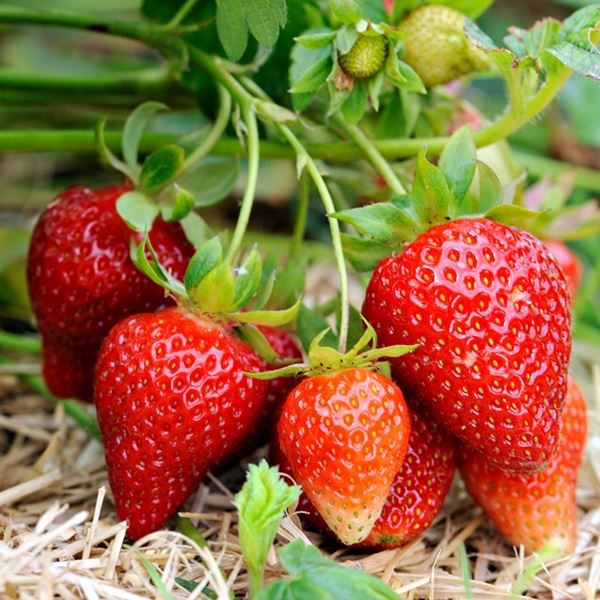 Benih Bibit Biji - Red Strawberry Kelly Bright Stroberi Merah Kalibret Seeds - IMPORT