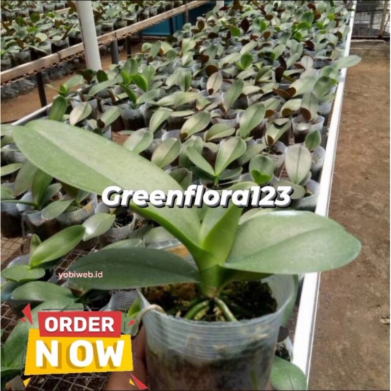 PROMO Anggrek bulan dewasa jumbo