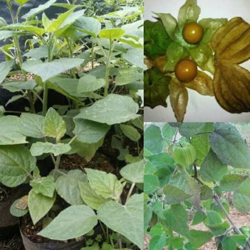 tanaman bibit buah ciplukan jumbo keadaan rimbun