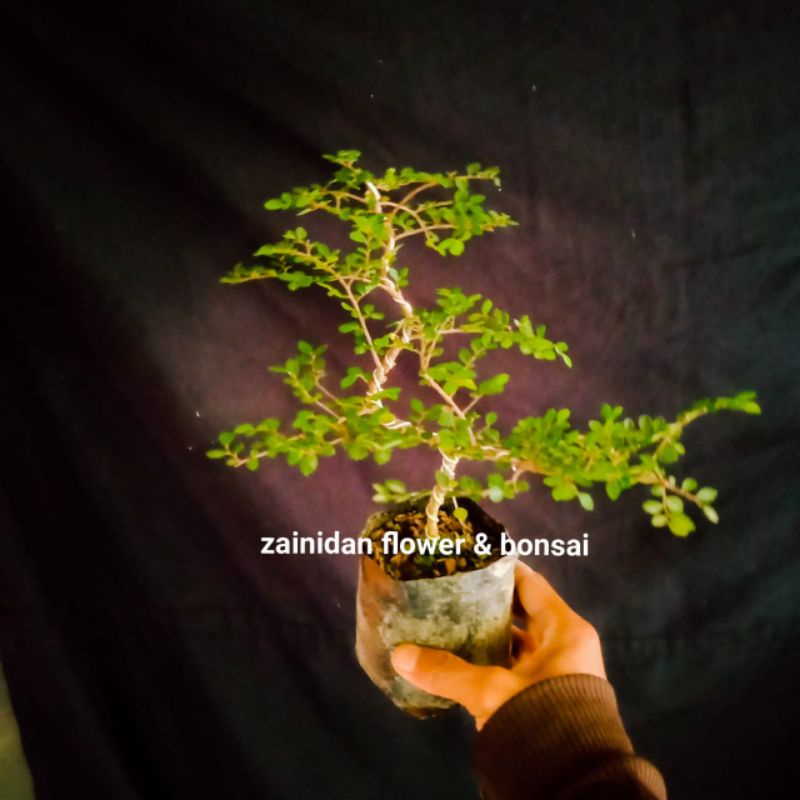 ulmus mikro original (super mikro..) bahan bonsai sudah ada bentuk dasar tinggal melanjut kan