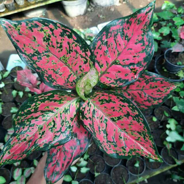 Tanaman Hias Aglonema Dud Anjamani(DEWASA-INDUKAN)