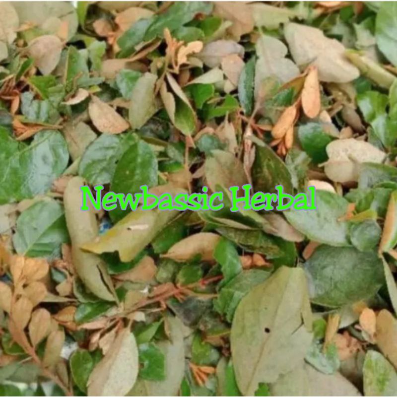 

benalu pohon jengkol alami herbal