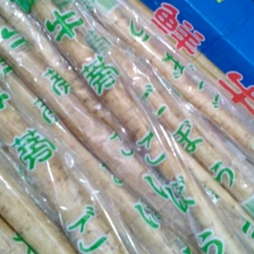 

GOBO / BURDOCK ROOT / KETELA JEPANG IMPORT