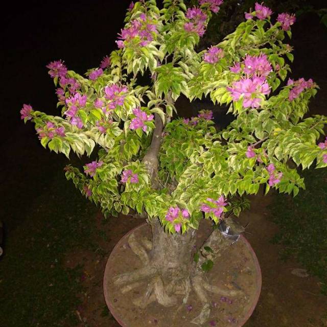 Featured image of post Harga Bunga Bougenville Bonsai Bougenville merupakan salah satu bahan bonsai yang sangat dimintai para pecinta bonsai berbunga