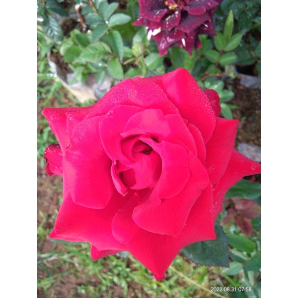 Mawar Holland Seksi Red