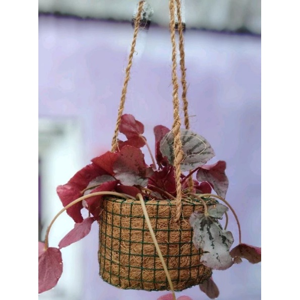 pot gantung tanaman sabut kelapa pot anggrek gantung sabut kelapa by oesaka diameter 15 cm
