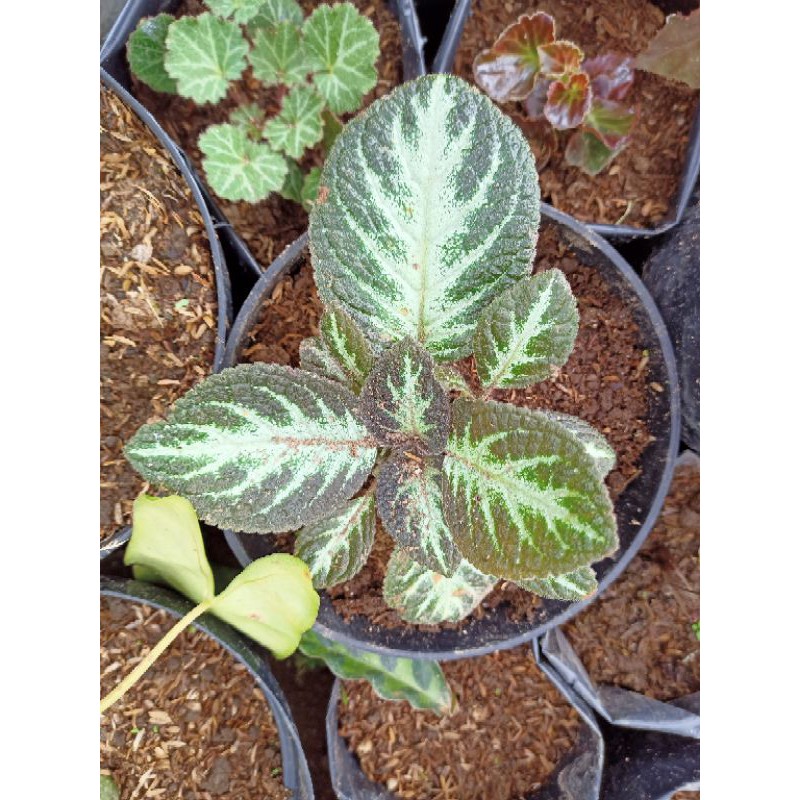 

Episcia coklat