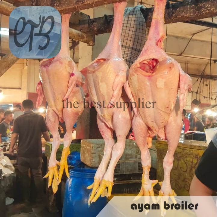 

Ayam Negeri / Broiler Utuh / Whole Chicken