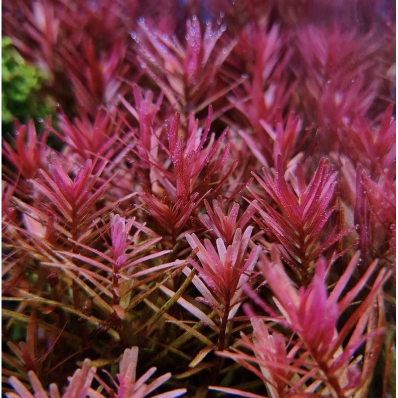 Rotala Hra 20 btg ( tanaman aquascape )